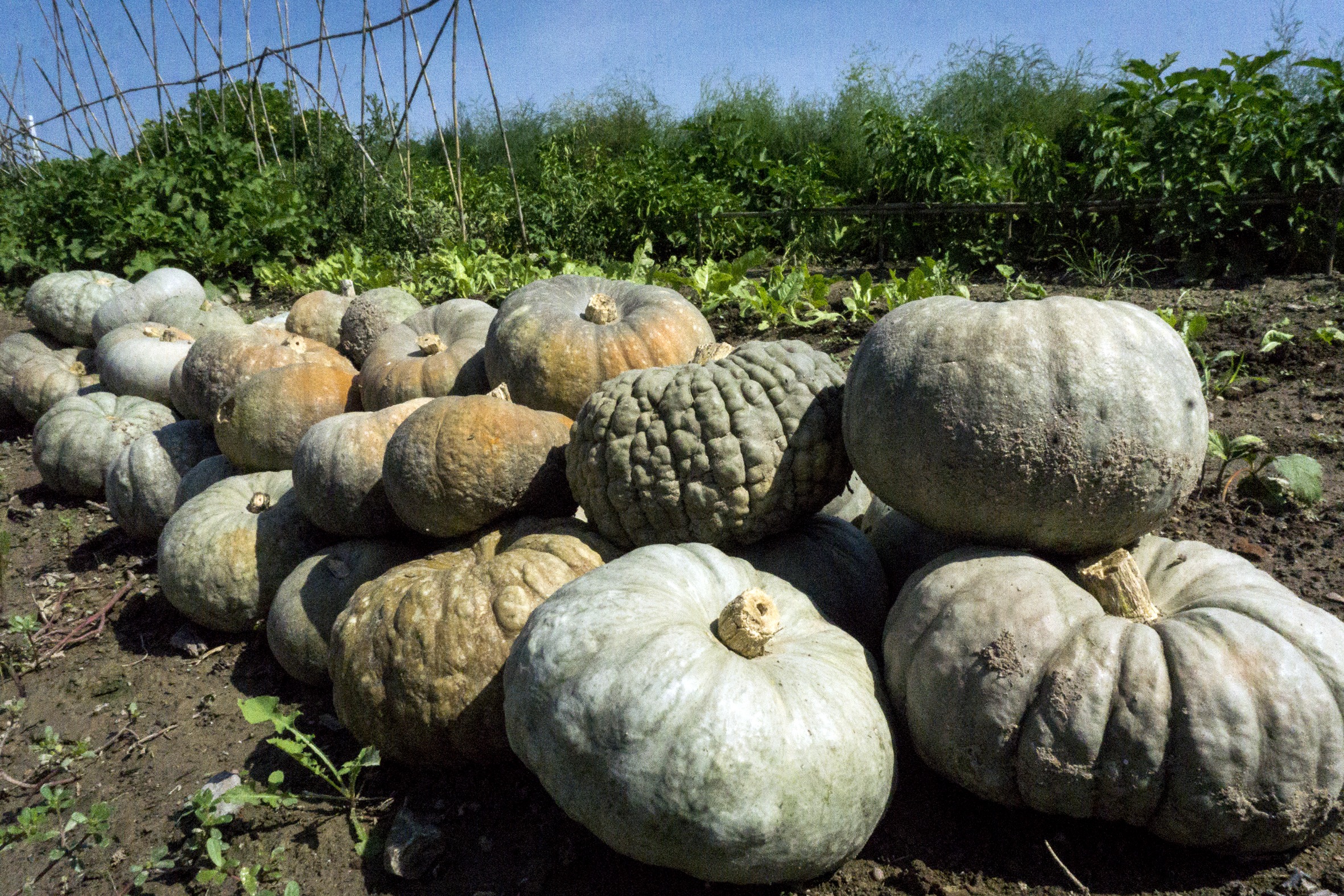 Calabazas, La Punta València